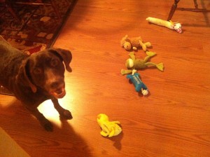 My dog Crazy Legs with an assortment of his (destructible) toys.