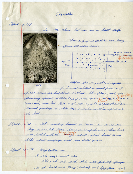 Snapshot of rows of vegetables pasted onto a looseleaf notebook page, with extended handwritten descriptions and a sketch of methods of planting and Adlard's travel observations.