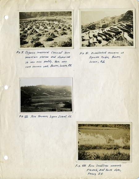 4 snapshots pasted onto a looseleaf notebook page. Clockwise: Organic material carried from mountain and deposited in new rice paddy; Established terraces; Rice seedlings; Rice terraces. All in Philippines.