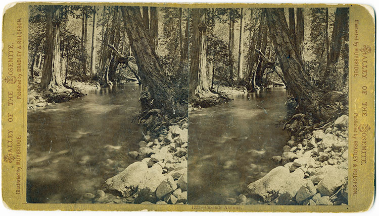 Stereo view of a stream with large trees on either bank