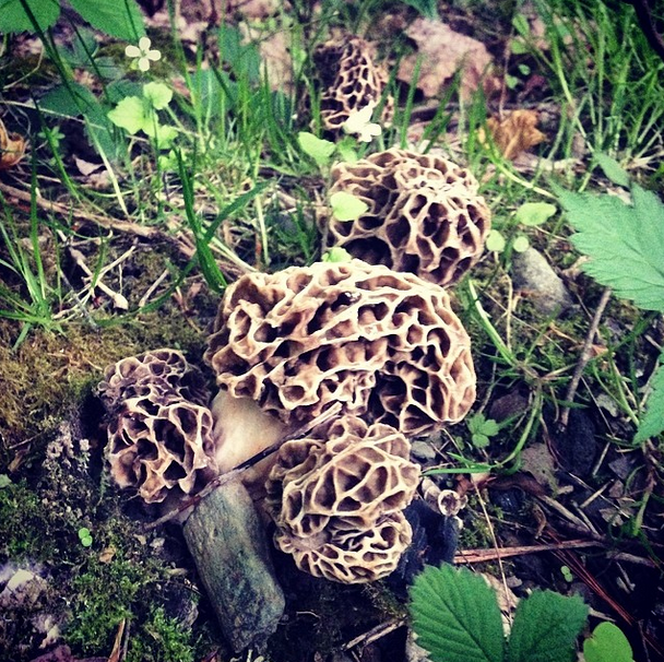 Photograph of morel mushrooms