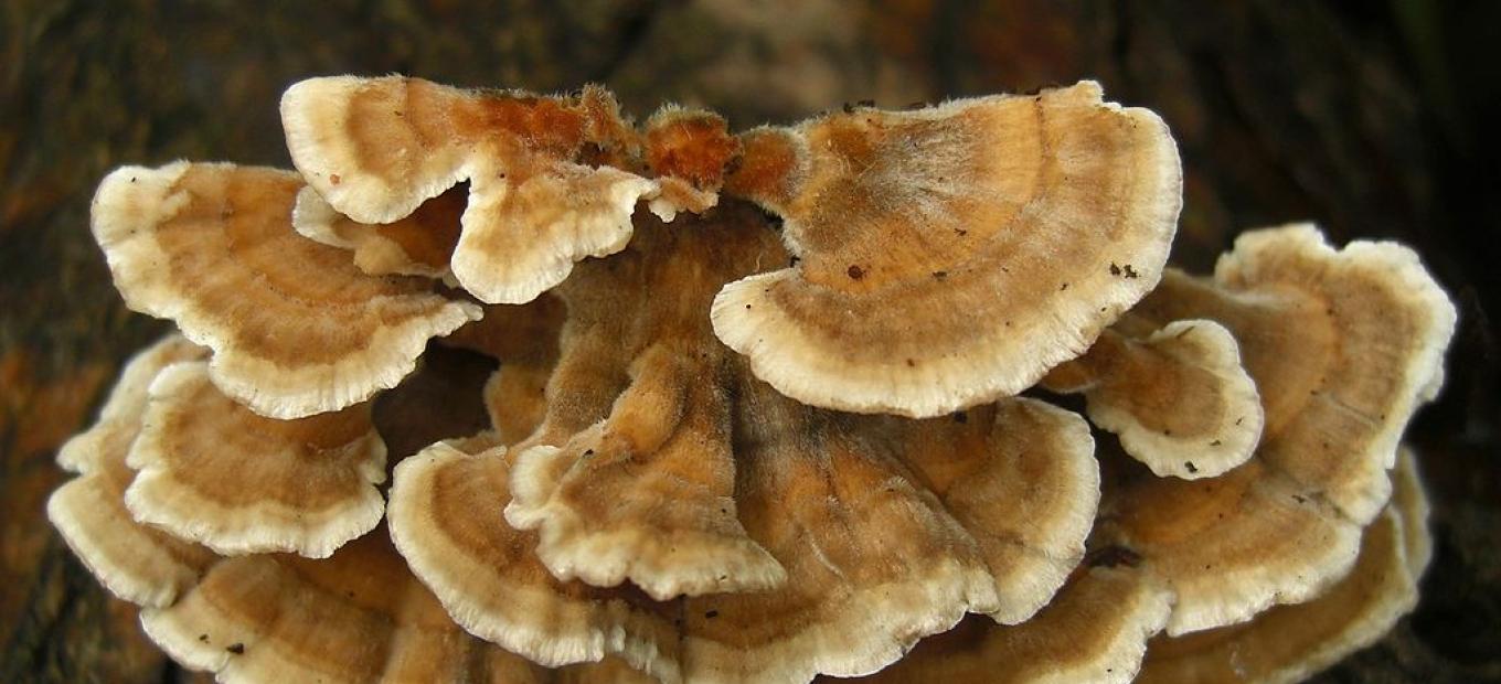Close up photography of Turkey Tail mushrooms