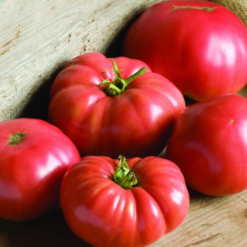 Stock photo of tomatoes