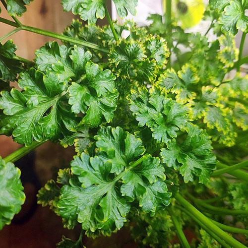 Curly parsley leaves